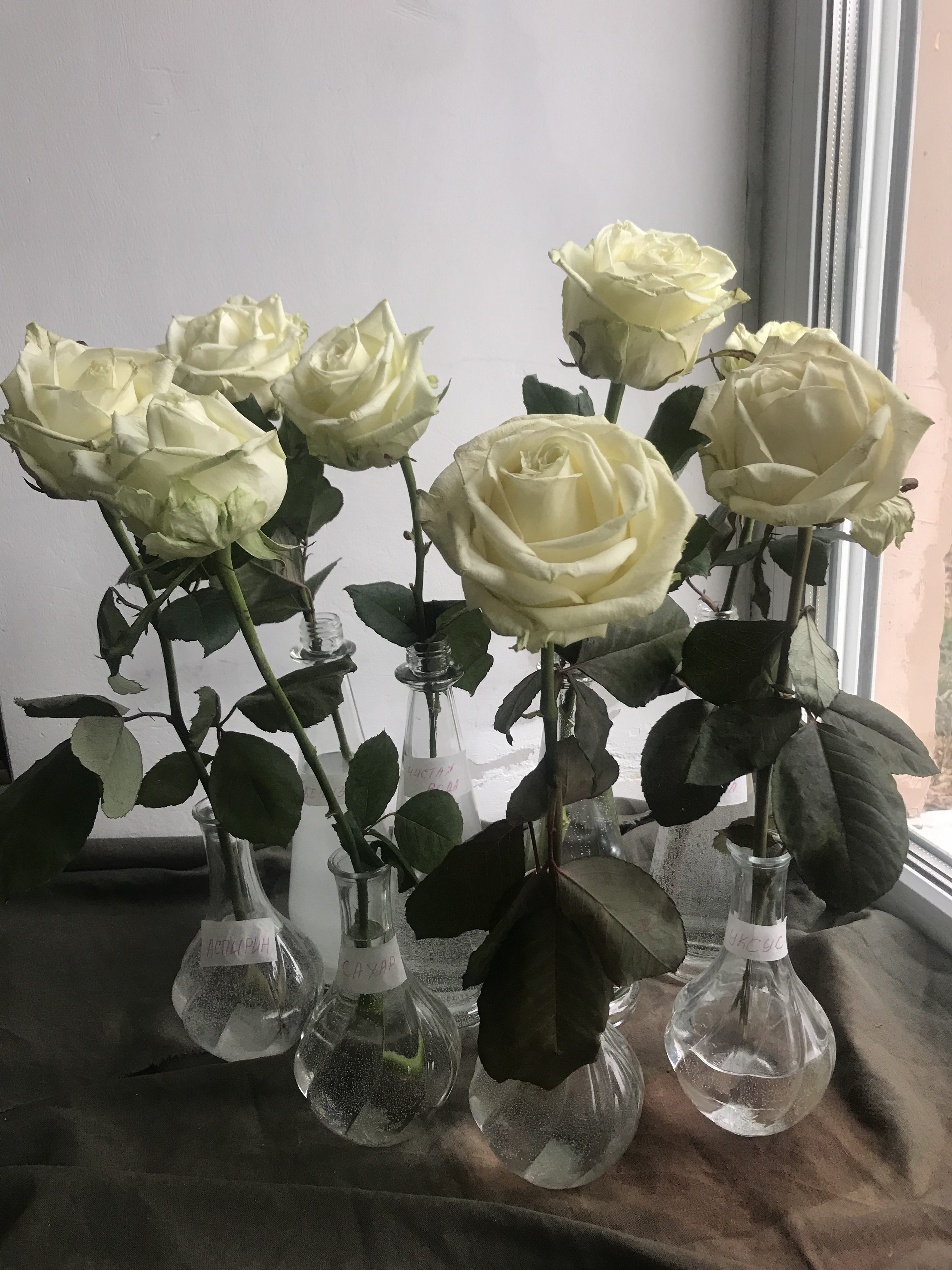 Что сделать, чтобы розы дольше стояли?
